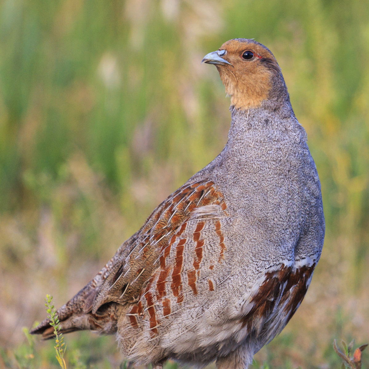 gray partridge wary looks